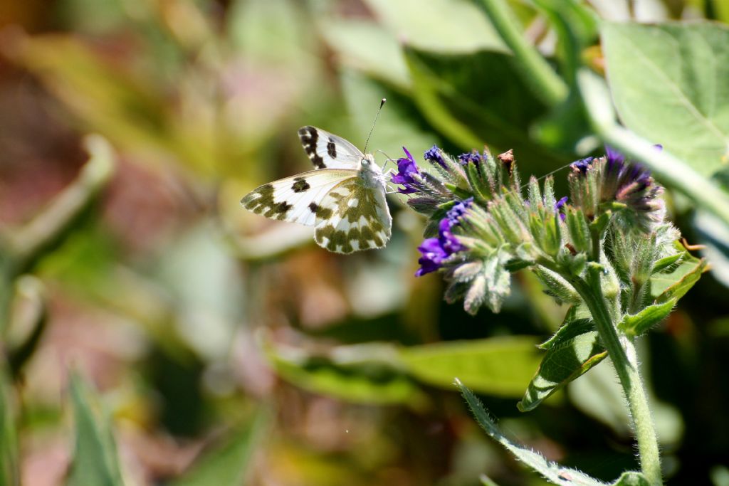 Pontia edusa?